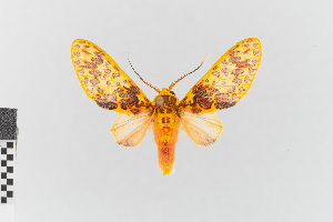  (Amaxia nr. lepida - EcEs-Lep-00284)  @11 [ ] copyright (2024) Gunnar Brehm Friedrich-Schiller-University Jena