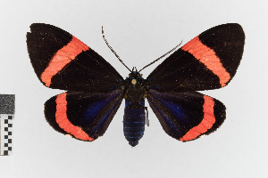  (Hypocrita variabilis - EcEs-Lep-00303)  @11 [ ] copyright (2024) Gunnar Brehm Friedrich-Schiller-University Jena