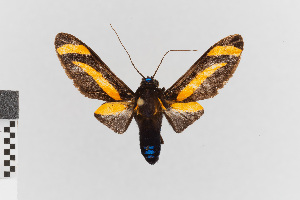  (Ormetica nr. packardi - EcEs-Lep-00310)  @11 [ ] copyright (2024) Gunnar Brehm Friedrich-Schiller-University Jena