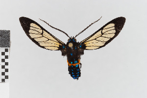 (Pseudosphenoptera nr. cocho - EcEs-Lep-00318)  @11 [ ] copyright (2024) Gunnar Brehm Friedrich-Schiller-University Jena