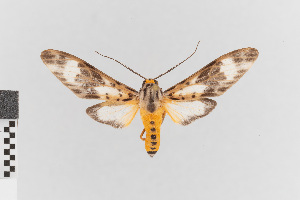  (Hypocladia calita - EcEs-Lep-00357)  @11 [ ] copyright (2024) Gunnar Brehm Friedrich-Schiller-University Jena