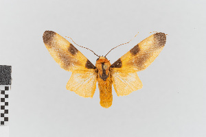  (Sutonocrea duplicata - EcEs-Lep-00376)  @11 [ ] copyright (2024) Gunnar Brehm Friedrich-Schiller-University Jena