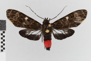  (Acridopsis nr. varia - EcEs-Lep-00402)  @11 [ ] copyright (2024) Gunnar Brehm Friedrich-Schiller-University Jena