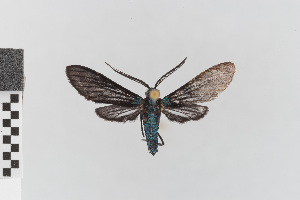  ( - EcEs-Lep-00407)  @11 [ ] copyright (2024) Gunnar Brehm Friedrich-Schiller-University Jena