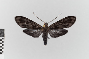  (Prosopidia morosa_group - EcEs-Lep-00420)  @11 [ ] copyright (2024) Gunnar Brehm Friedrich-Schiller-University Jena