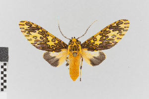  (Amaxia nr. pandama - EcEs-Lep-00618A)  @11 [ ] copyright (2024) Gunnar Brehm Phyletisches Museum Jena
