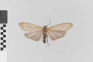  (Euthyone grisescens_group - EcEs-Lep-00753)  @11 [ ] copyright (2024) Gunnar Brehm Friedrich-Schiller-University Jena