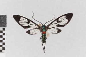  (Chrostosoma nr. schausi - EcEs-Lep-00768)  @11 [ ] copyright (2024) Gunnar Brehm Friedrich-Schiller-University Jena