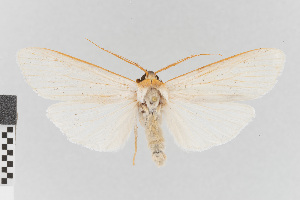  (Agylla nr. nivea - EcEs-Lep-00791)  @11 [ ] copyright (2024) Gunnar Brehm Friedrich-Schiller-University Jena