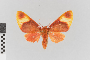  (Pseudepimolis apiciplaga - EcEs-Lep-00794)  @11 [ ] copyright (2024) Gunnar Brehm Friedrich-Schiller-University Jena
