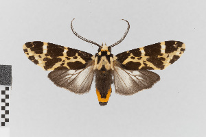  (Galethalea consorta - EcEs-Lep-00797)  @11 [ ] copyright (2024) Gunnar Brehm Friedrich-Schiller-University Jena