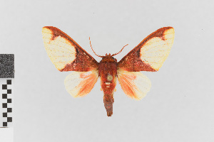  (Pseudepimolis intorta - EcEs-Lep-00803)  @11 [ ] copyright (2024) Gunnar Brehm Friedrich-Schiller-University Jena