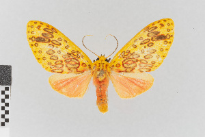  (Amaxia aurata - EcEs-Lep-00808A)  @11 [ ] copyright (2024) Gunnar Brehm Phyletisches Museum Jena