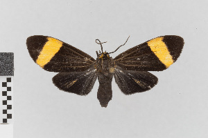  ( - EcEs-Lep-00828A)  @11 [ ] copyright (2024) Gunnar Brehm Phyletisches Museum Jena