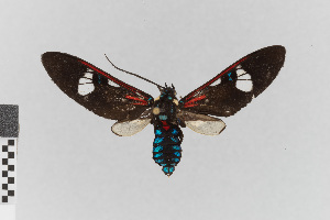  (Euclera diversipennis - EcEs-Lep-00835)  @11 [ ] copyright (2024) Gunnar Brehm Friedrich-Schiller-University Jena