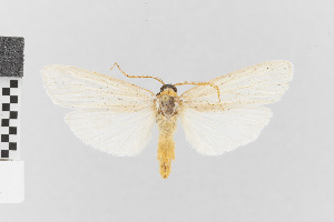  (Agylla zucarina_group - EcEs-Lep-00852)  @11 [ ] copyright (2024) Gunnar Brehm Friedrich-Schiller-University Jena