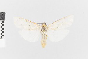  (Agylla fulvithorax - EcEs-Lep-00855)  @11 [ ] copyright (2024) Gunnar Brehm Friedrich-Schiller-University Jena
