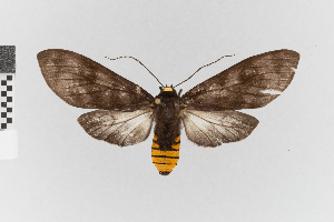  (Pachydota rosenbergi_group - EcEs-Lep-00887)  @11 [ ] copyright (2024) Gunnar Brehm Phyletisches Museum Jena