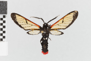  (Pseudosphex moza - EcEs-Lep-01153)  @11 [ ] copyright (2024) Gunnar Brehm Friedrich-Schiller-University Jena