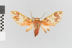  (Amaxia nr. carinosa - EcEs-Lep-01168)  @11 [ ] copyright (2024) Gunnar Brehm Friedrich-Schiller-University Jena