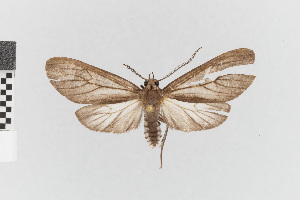  (Ischnocampa nr. lugubris - EcEs-Lep-01174)  @11 [ ] copyright (2024) Gunnar Brehm Friedrich-Schiller-University Jena