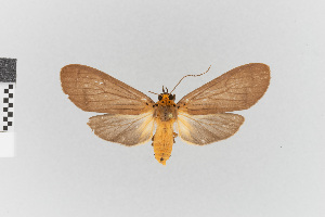  ( - EcEs-Lep-01180A)  @11 [ ] copyright (2024) Gunnar Brehm Phyletisches Museum Jena