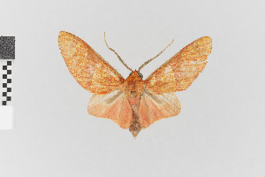  (Eriostepta nigripuncta gr - EcEs-Lep-01572)  @11 [ ] copyright (2025) Gunnar Brehm Friedrich-Schiller-University Jena