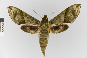  (Eucereon tigrata_group - EcEs-Lep-01624)  @11 [ ] copyright (2025) Gunnar Brehm Friedrich-Schiller-University Jena