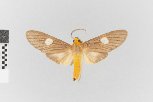  (Trichromia nr. discophora - EcEs-Lep-01861)  @11 [ ] copyright (2024) Gunnar Brehm Friedrich-Schiller-University Jena