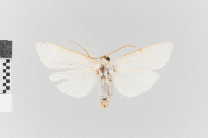  (Agylla nr. argentifera - EcEs-Lep-01973)  @11 [ ] copyright (2024) Gunnar Brehm Friedrich-Schiller-University Jena