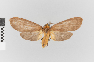  (Pelochyta albipars - EcEs-Lep-03838)  @11 [ ] copyright (2024) Gunnar Brehm Friedrich-Schiller-University Jena