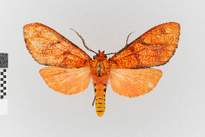  (Elysius rubromarginatus - EcEs-Lep-04924)  @11 [ ] copyright (2024) Gunnar Brehm Friedrich-Schiller-University Jena