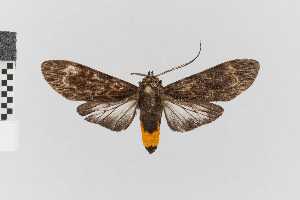  (Stollius amadis - EcEs-Lep-08413)  @11 [ ] copyright (2025) Gunnar Brehm Friedrich-Schiller-University Jena
