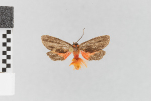  ( - EcEs-Lep-11938)  @11 [ ] copyright (2024) Gunnar Brehm Phyletisches Museum Jena