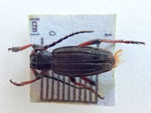  ( - LK0048)  @11 [ ] Attribution Non-Commercial Share-Alike (2020) Lech Karpinski Museum and Institute of Zoology, Polish Academy of Sciences
