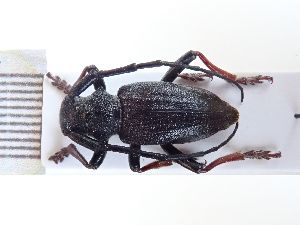  ( - LK0069)  @11 [ ] Attribution Non-Commercial Share-Alike (2020) Lech Karpinski Museum and Institute of Zoology, Polish Academy of Sciences