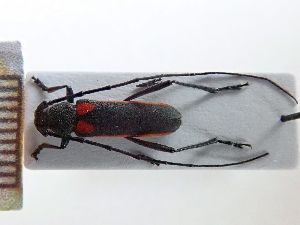  ( - LK0093)  @11 [ ] Attribution Non-Commercial Share-Alike (2020) Lech Karpinski Museum and Institute of Zoology, Polish Academy of Sciences