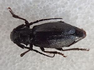  (Eodorcadion tuvense - LK0140)  @11 [ ] CreativeCommons - Attribution Share-Alike (2025) Lech Karpinski Museum and Institute of Zoology of the Polish Academy of Sciences