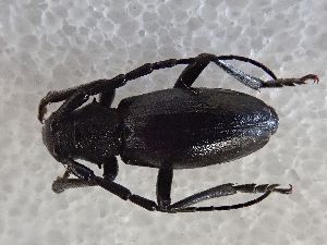  ( - LK0141)  @11 [ ] CreativeCommons - Attribution Share-Alike (2025) Lech Karpinski Museum and Institute of Zoology of the Polish Academy of Sciences