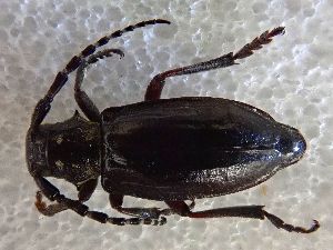  (Eodorcadion humerale - LK0142)  @11 [ ] CreativeCommons - Attribution Share-Alike (2025) Lech Karpinski Museum and Institute of Zoology of the Polish Academy of Sciences