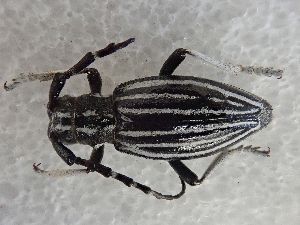  (Eodorcadion egregium - LK0147)  @11 [ ] CreativeCommons - Attribution Share-Alike (2025) Lech Karpinski Museum and Institute of Zoology of the Polish Academy of Sciences