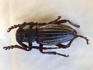  (Eodorcadion maurum - LK0155)  @11 [ ] CreativeCommons - Attribution Share-Alike (2025) Lech Karpinski Museum and Institute of Zoology of the Polish Academy of Sciences