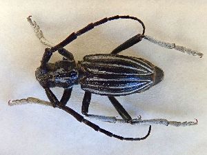  ( - LK0156)  @11 [ ] CreativeCommons - Attribution Share-Alike (2025) Lech Karpinski Museum and Institute of Zoology of the Polish Academy of Sciences