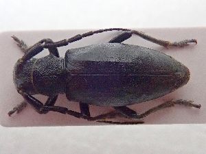  ( - LK0163)  @11 [ ] CreativeCommons - Attribution Share-Alike (2025) Lech Karpinski Museum and Institute of Zoology of the Polish Academy of Sciences