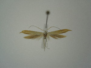  (Coleophora anelpista - BC KS 00371)  @12 [ ] Unspecified (default): All Rights Reserved (2012) Andreas K. Stuebner Andreas "K." Stuebner Research Collection