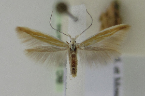  (Coleophora liriophorella - BC KS 00121)  @13 [ ] CreativeCommons - Attribution Non-Commercial (2010) Matthias Nuss Senckenberg Museum of Zoology, Dresden