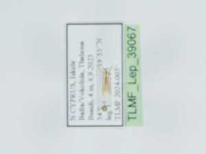  ( - TLMF_Lep_39067)  @11 [ ] CreativeCommons - Attribution Non-Commercial Share-Alike (2023) Peter Huemer Tiroler Landesmuseum