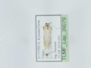  (Ephestia abnormalella - TLMF_Lep_39079)  @11 [ ] CreativeCommons - Attribution Non-Commercial Share-Alike (2023) Peter Huemer Tiroler Landesmuseum