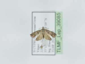  (Pammene crataegophila - TLMF_Lep_39085)  @11 [ ] CreativeCommons - Attribution Non-Commercial Share-Alike (2023) Peter Huemer Tiroler Landesmuseum