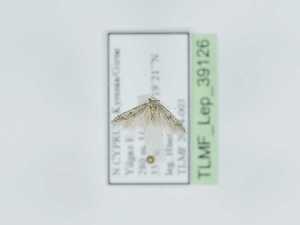  ( - TLMF_Lep_39126)  @11 [ ] CreativeCommons - Attribution Non-Commercial Share-Alike (2023) Peter Huemer Tiroler Landesmuseum